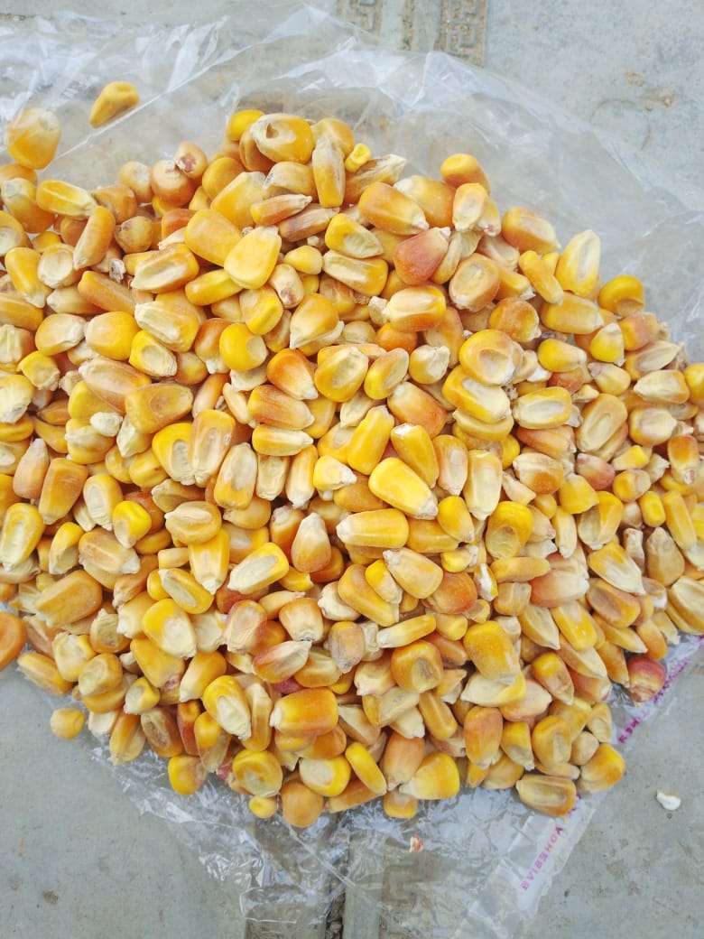 Hybrid Maize Seeds (2kg pack)