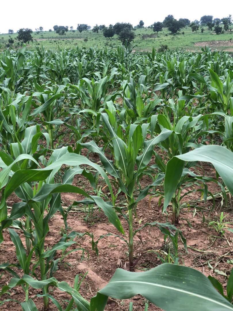 Maize Farm 