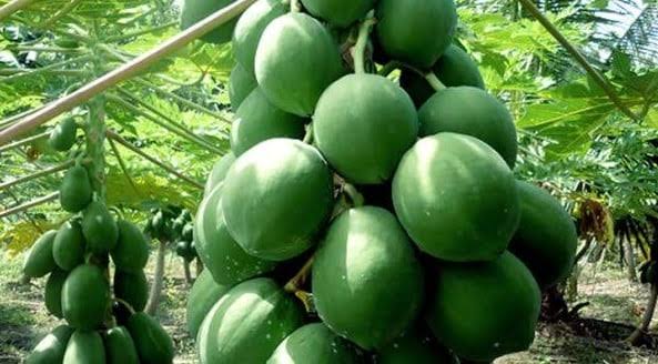 Land and Fruit farm Ownership 