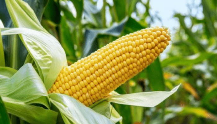 Maize Farm 